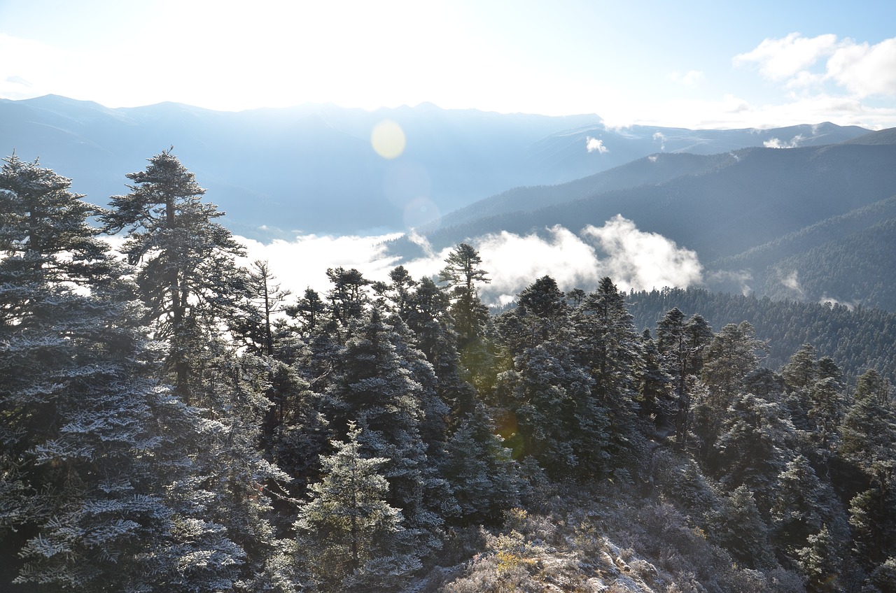 雪松信托，拨云见雾，探寻真相之旅